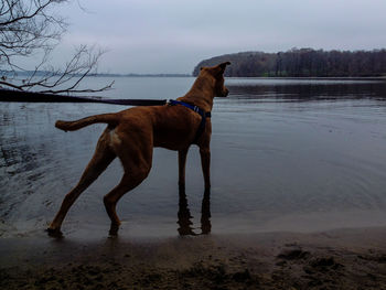 Dog on the beach