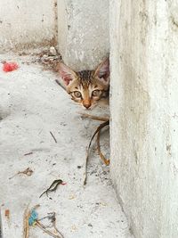 Portrait of cat sitting on concrete wall