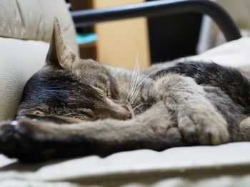 Close-up of cat sleeping