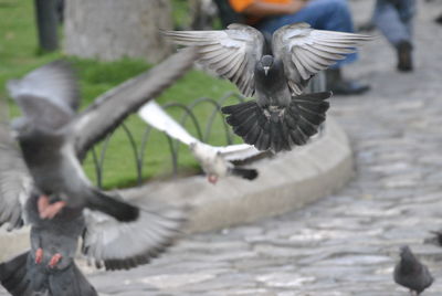 Close-up of bird flying