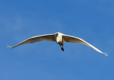 Low angle view of seagull flying in sky