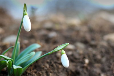 Close-up of white flower on field