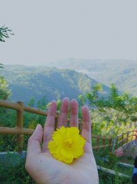 Close-up of hand holding yellow flower against clear sky