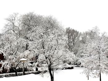 Snow covered trees against clear sky