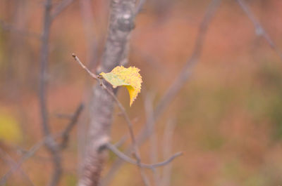 Close-up of dry leaves on plant during autumn