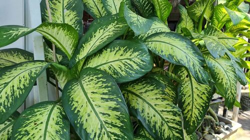 High angle view of leaves in market