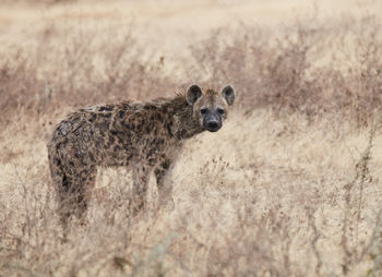 Portrait of dog lying on land