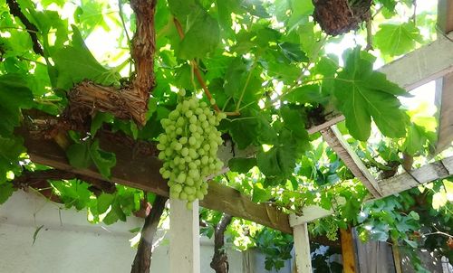 Low angle view of grapes hanging on tree