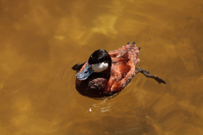 High angle view of duck swimming on lake