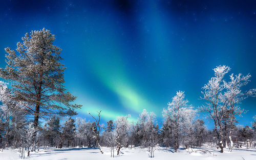 Trees on snow covered field against blue sky