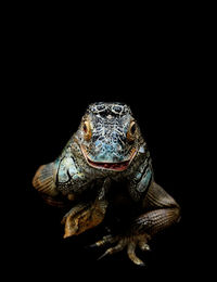 Close-up of frog against black background