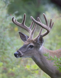 Close-up of deer