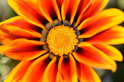 Close-up of orange flower