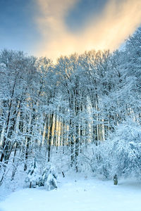 Trees against sky during winter