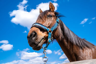 Low angle view of horse against blue sky