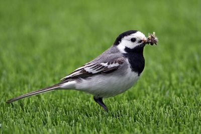 Close-up of a bird on grass