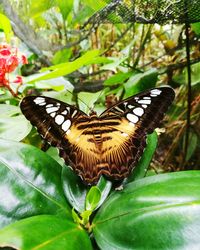 Close-up of butterfly pollinating on leaf