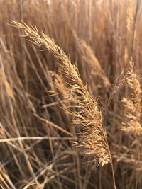 Close-up of wheat growing on field