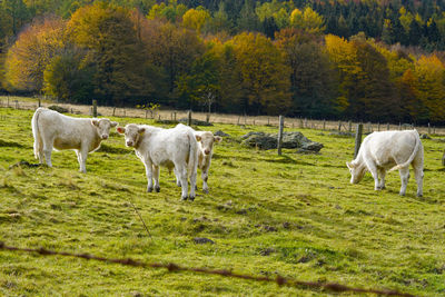 Cows in nature, kühen im weide, gazing cows