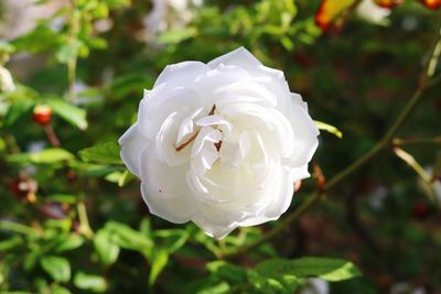 Close-up of white rose blooming outdoors