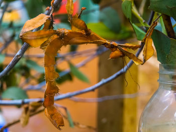 Close-up of insect on plant