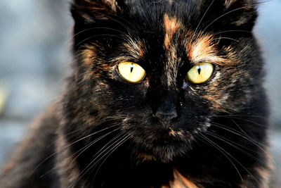 Close-up portrait of a cat