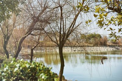 Reflection of trees in lake
