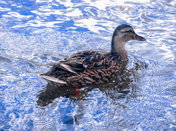 Duck swimming in lake