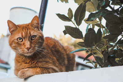 Portrait of cat sitting by plant