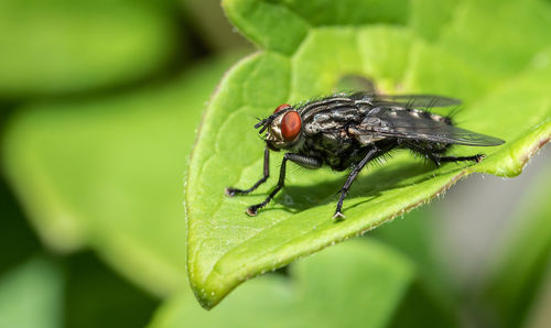 Close-up of fly on leaf