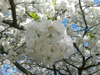 Close-up of white flowers on tree