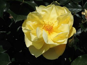 Close-up of yellow rose blooming outdoors