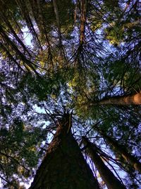 Low angle view of trees in forest against sky