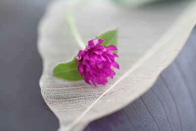 Close-up of pink rose flower