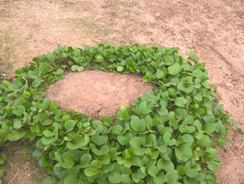 High angle view of plants