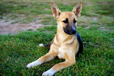 Portrait of dog sitting on grass