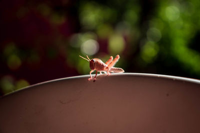 Close-up of insect