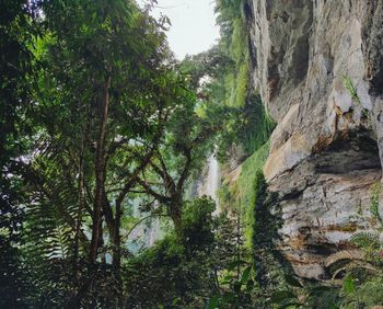 Trees growing in forest