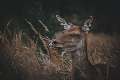 Portrait of deer