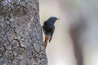 Close-up of bird perching on tree trunk