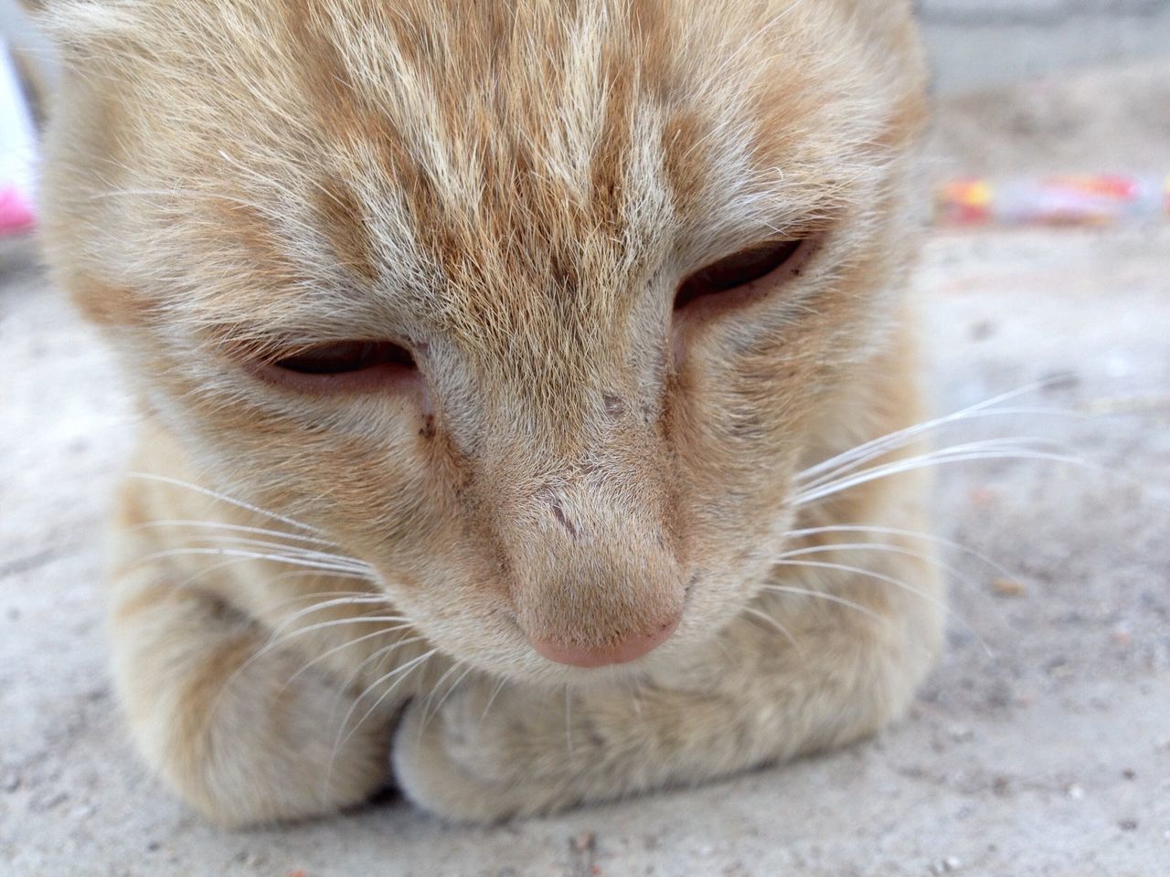 animal themes, one animal, mammal, close-up, animal head, domestic animals, focus on foreground, whisker, wildlife, animal body part, animal hair, zoology, portrait, animals in the wild, looking at camera, no people, pets, outdoors, day