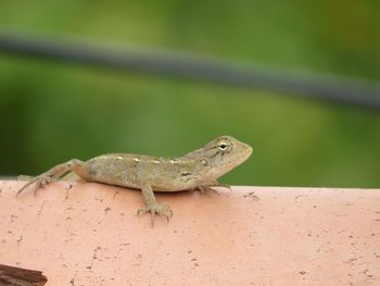 Close-up of lizard on wall