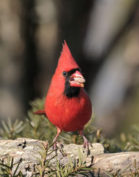 Close-up of bird perching on a tree