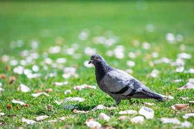 Close-up of pigeon on field