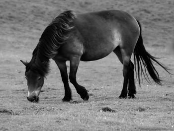 Wild pony on exmoor