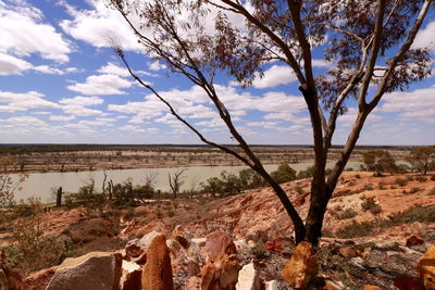 Trees on landscape against sky