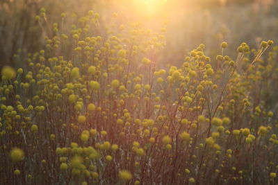 Close-up of yellow plants growing in field