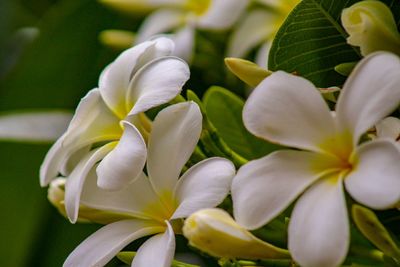 Close-up of white flowering plants