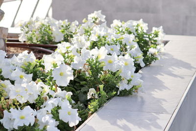 Close-up of white flowering plant