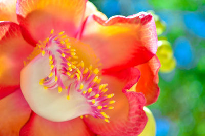 Close-up of pink rose flower